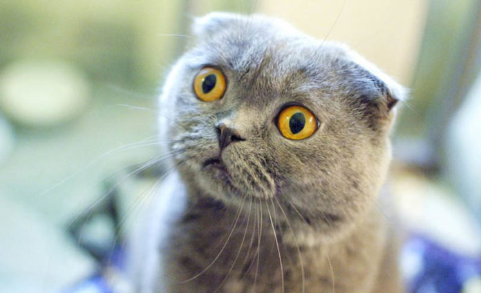 scottish_fold