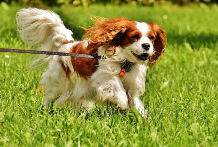 dog
