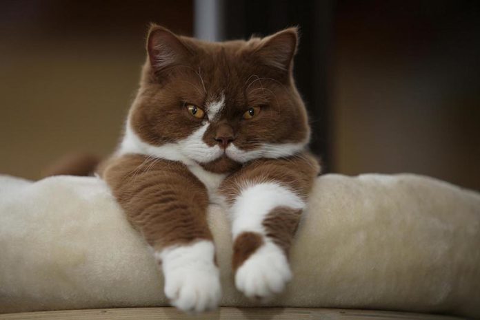 cats