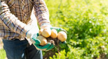 Сажаем картофель по методу Балабанова – собираем по 5 ведер с куста: каждый клубень по 300 гр. весом
