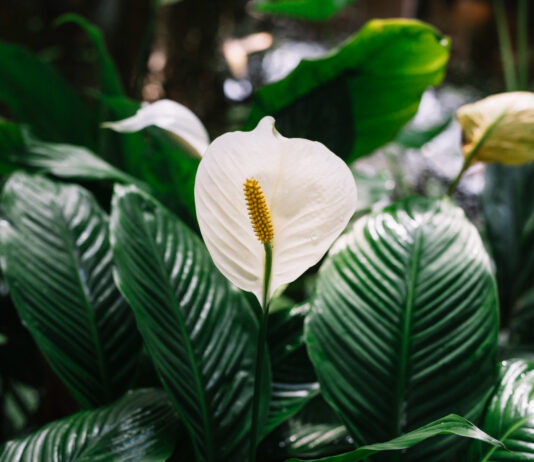 Ложку с водой под корень и спатифиллум порадует пышным цветением: агроном назвал лучшую подкормку