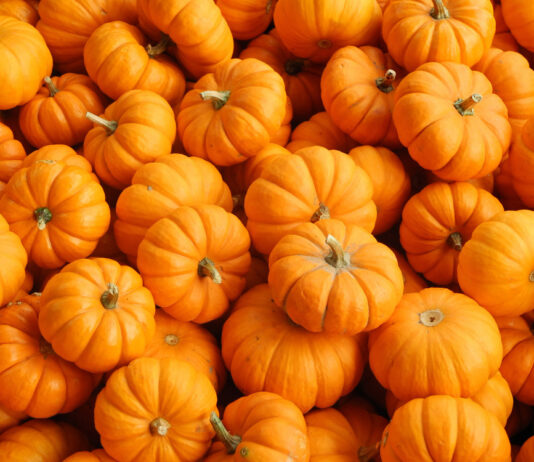 Тыкву в квартире храним только так: лежит до весны сочная и мягкая — не гниет и не сохнет