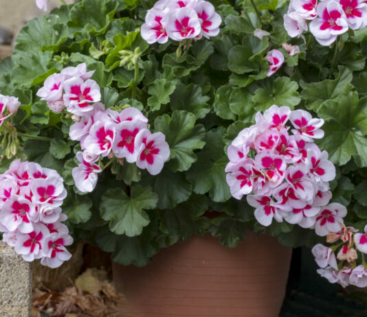 Герань, цветы