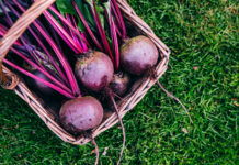 Свекла, урожай