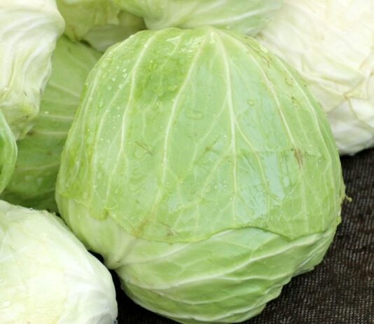 Кочаны от 7 до 13 кг: самые гигантские сорта капусты — не подведут даже в гадкое лето Капуста, урожай