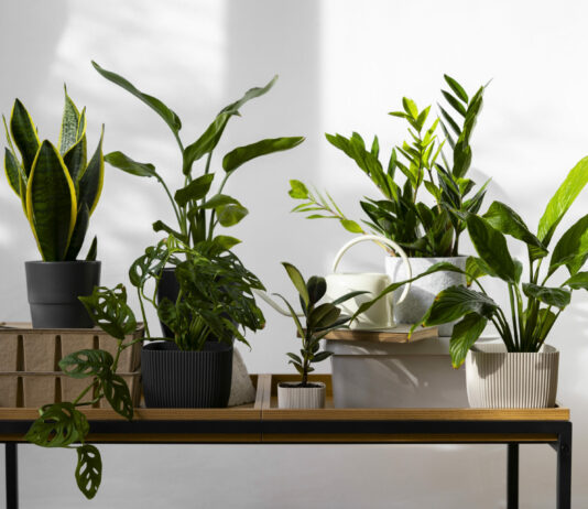 Как приготовить банановое удобрение для комнатных растений: культуры пышут здоровьем без покупной химии Декабрист, комнатный цветок