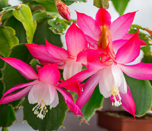 Декабрист, растение