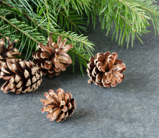 Сосновые шишки, лайфхак