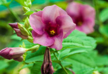 Закопайте пару семечек в декабре: к 8 марта на окне будет букет – на зависть соседям