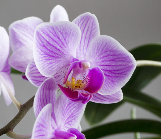 Как приблизить цветение орхидеи: простые правила, без которых бутонов не дождаться Орхидея, цветы
