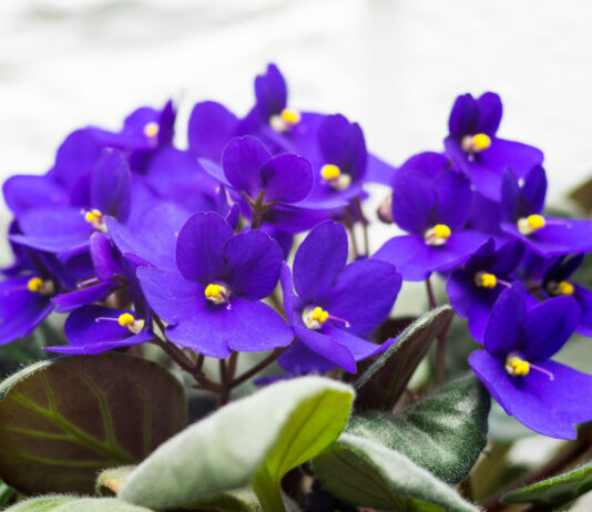 Фиалка, цветение