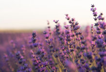 Вредители разбегутся: эта трава отпугивает насекомых – эффективно и быстро