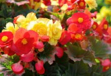 Воспользуйтесь настоем — и бегония будет цвести уже в феврале: народное средство заменит любые удобрения Бегония, растение