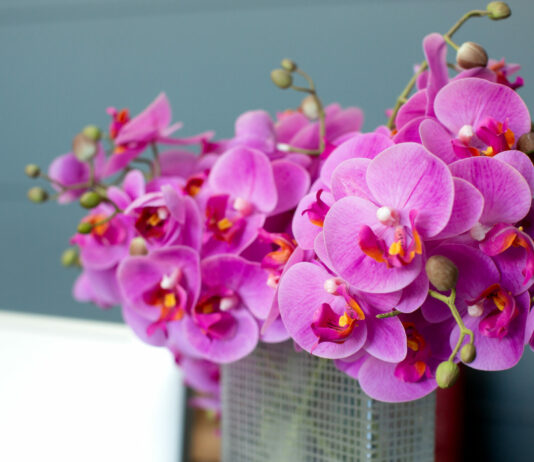 Это средство сделает цветение орхидеи еще ярче, пышнее и обильнее: стоит копейки — доступно каждому