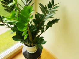 Агроном дала 5 советов, как вырастить прекрасного гиганта из замиокулькаса: зацветет даже лысый Замиокулькас, растение