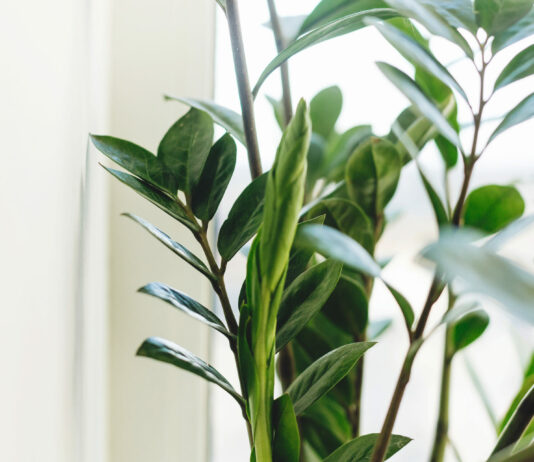 Замиокулькас начнет активно расти: опрыскиваем прямо по листьям — простая в применении подкормка Замиокулькас, растение