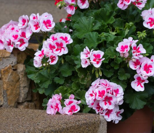 Черенкование герани осенью — проще простого: все хитрости и нюансы осенней процедуры