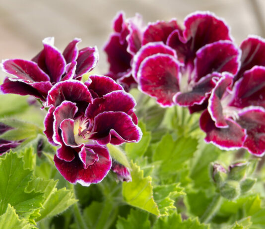 Даже чахлый росток воскреснет: ноябрьская подкормка за 3 минуты для герани и других цветов