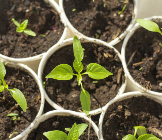 Семена перца быстро взойдут и дадут щедрый урожай: простая процедура — и рассада крепче баобаба перец, рассада