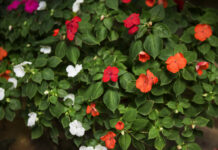 Любопытные соседи лишатся радости подглядывать: высаживаем 3 ароматных вьюнка — и забор превратится в живую изгородь