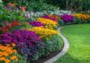 Клумба, цветы