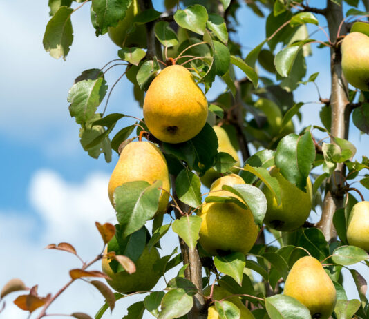 Топ-7 самых урожайных и сладких сортов груш для участка: плоды сахарные и крупные — без варенья не останетесь Груша, дача
