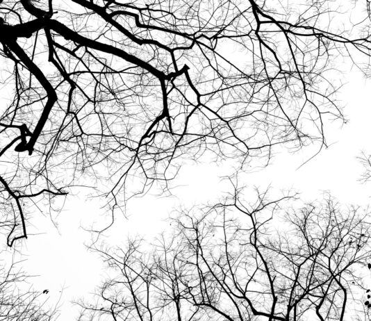 Как приготовить белила для сада: простые рецепты на основе извести — подходят любому дереву