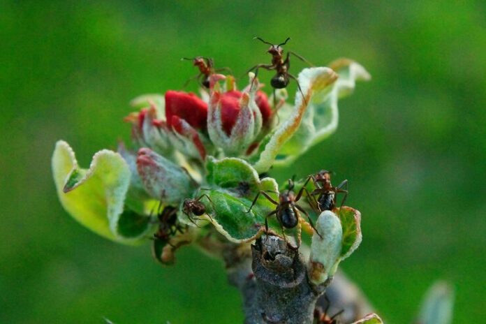 close-up-ants-flower-bud_1048944-8028954