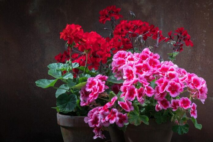 close-up-flowers-growing-potted-plants-against-wall_1048944-4546070