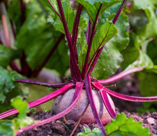 Свеклу под зиму сажаем только в этот день: не прорастет и успеет укорениться — весной выдаст феноменальный урожай Свекла, урожай