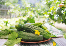 Эти часы — золотые для полива огурцов: плоды будут сочнее воды и слаще сахара