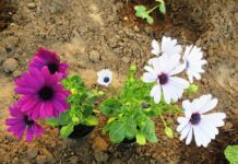 Яркая клумба обеспечена – однолетний цветок, который покорит всех: соседи обзавидуются