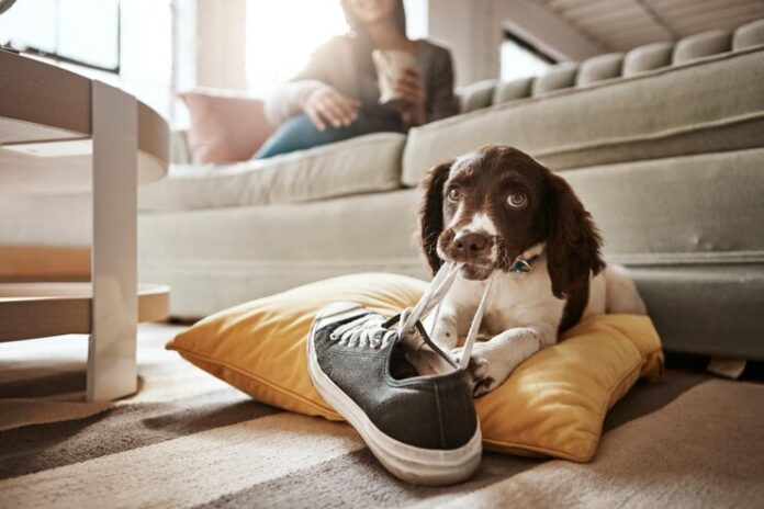 animal-dog-play-with-shoes-living-room-guilty-mess-by-biting-sneaker-explore-protection-pet-puppy-training-relax-carpet-with-chewing-behaviour-friend-toy-development_590464-388604