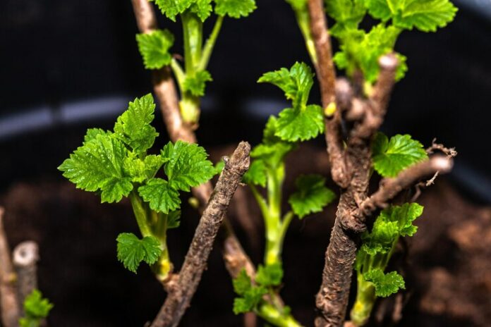 black-currant-ribes-nigrum-bush-with-fresh-shoots-spring_1048944-20833455