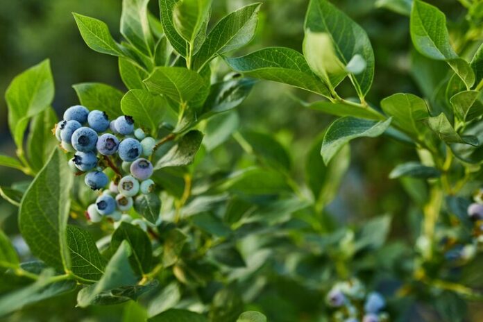 blueberry-bush-sunset-organic-ripe-with-succulent-berries-just-ready-pick-blueberries-plant-growing-garden-field-blue-berry-hanging-branch-bio-organic-healthy-food_120485-8163