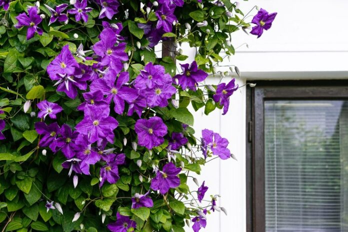 close-up-clematis-flowering-plant-by-window_1048944-8199852