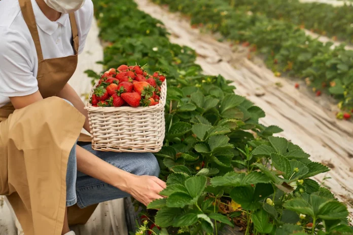 close-up-female-gardener-mask-picking-strawberries_7502-7806