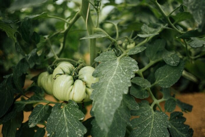 close-up-green-organic-tomato_23-2148214277