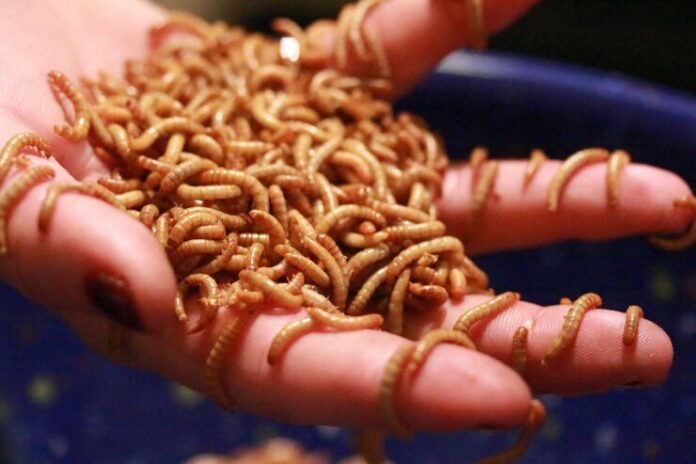 close-up-hand-holding-worms_1048944-28177589