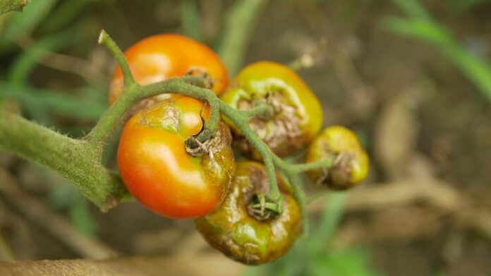 close-up-orange-fruit-plant_1048944-18953089