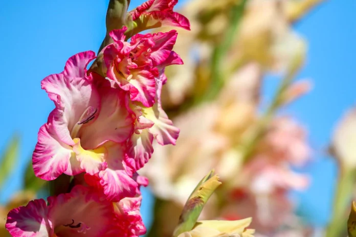 close-up-pink-flowering-plant_1048944-1834733