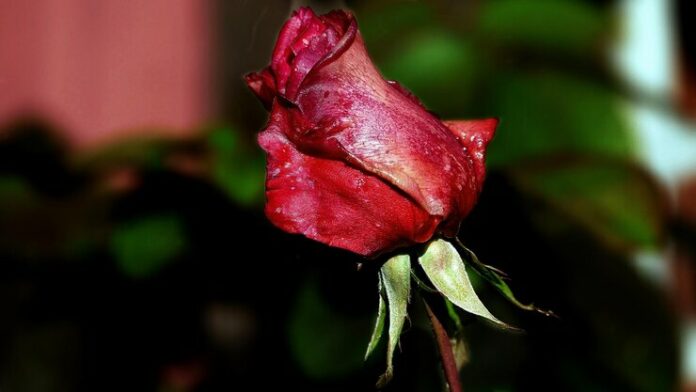 close-up-wilted-rose_1048944-20463478