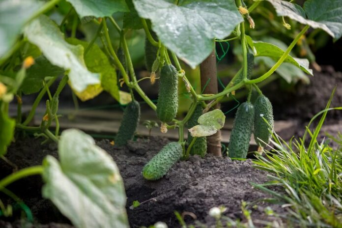 closeup-image-beautiful-ripe-cucumbers-garden_454047-9657