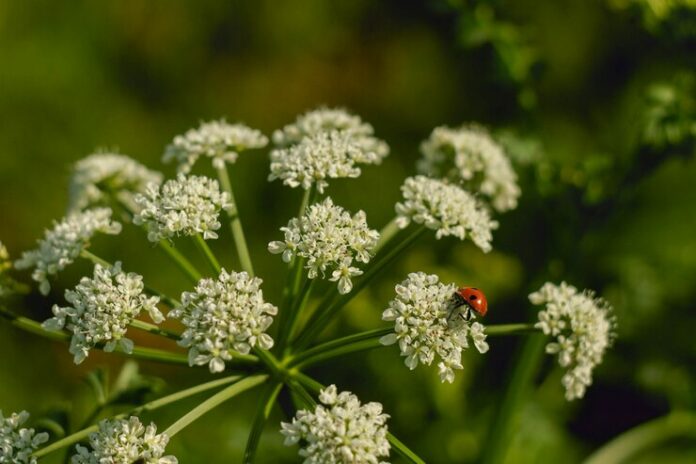 closeup-shot-ladybird-sitting-small-white-flowers-garden_181624-5281