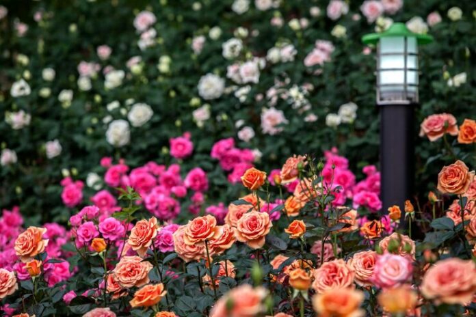 colorful-roses-blooming-park_1048944-27817788