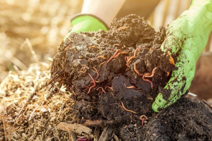 compost-with-worms-from-organic-waste-compost-heap-bio-humus-zero-waste-waste-recycling_446232-1274