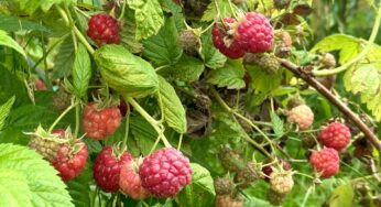 1 кг крупы — и малина бешено плодоносит все лето: подкормка от ушлых агрономов