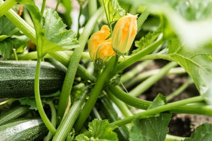fresh-organic-zucchini-growing-garden_1158591-1327