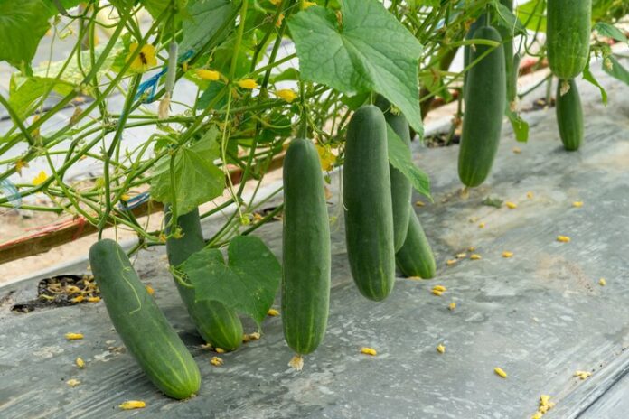 green-cucumber-growing-field-vegetable-harvesting_1627-2353