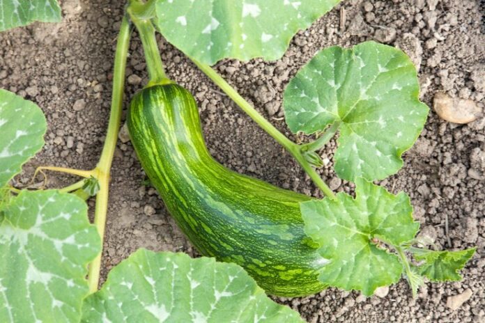 high-angle-view-vegetable-growing-field_1048944-2712269